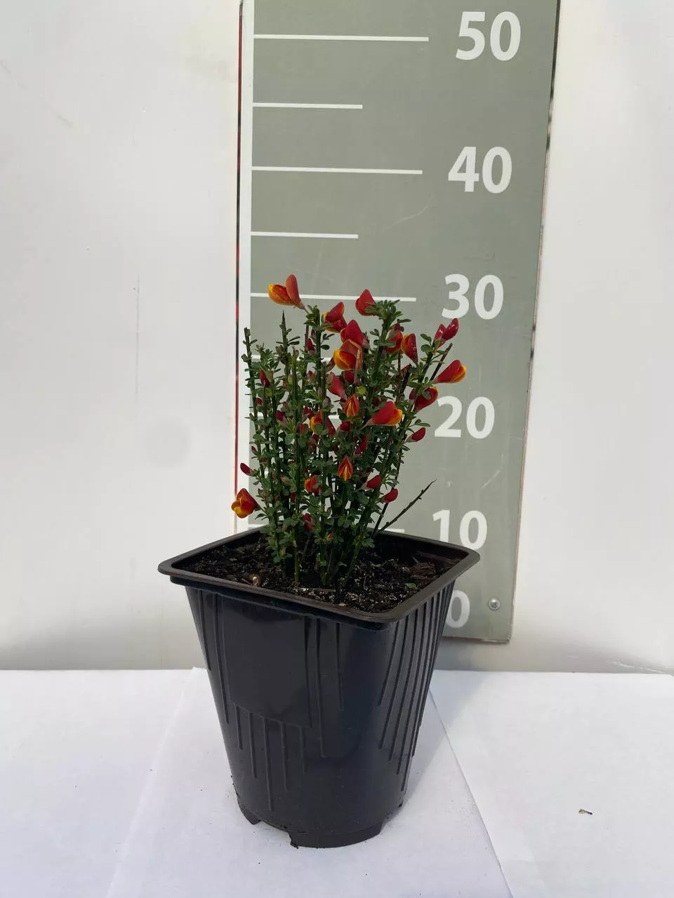 Ракитник Лена v2 30-40 Lav 