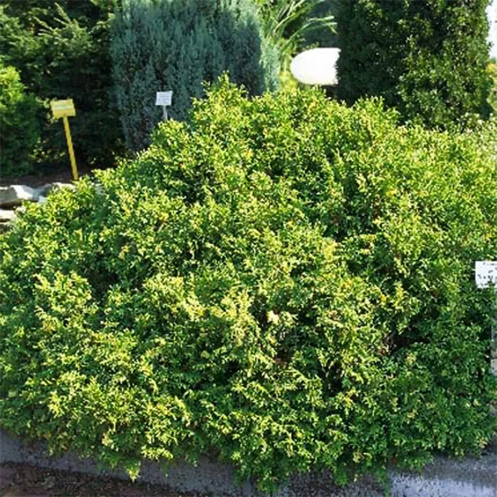 Растение кипарисовик горохоплодный Филифера ауреявариегата C10, 40-60 Bor 