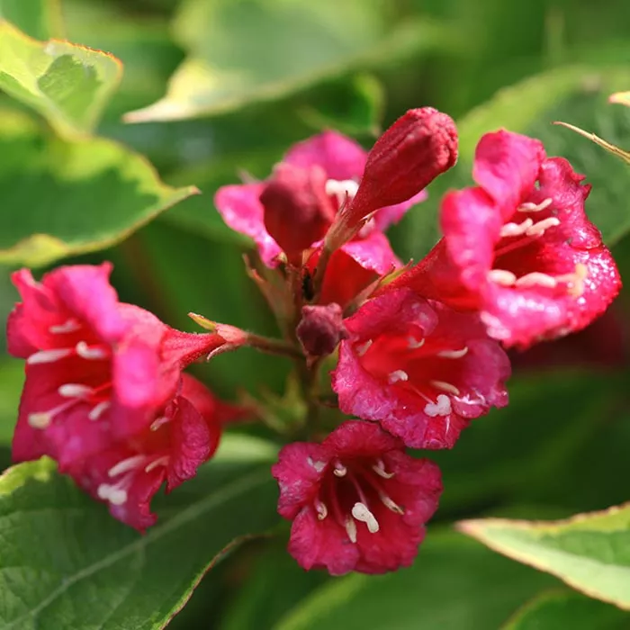 Вейгела Бригела c5 h40-60 UL 