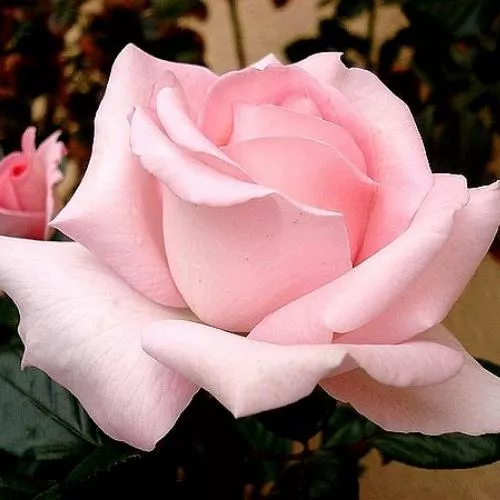 Роза чайно-гибридная в ассортименте V7 ETK 