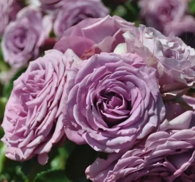 Роза парковая Квиксильвер в коробке ЦО 