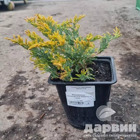 Можжевельник горизонтальный Лаймглоу v2 Lav 