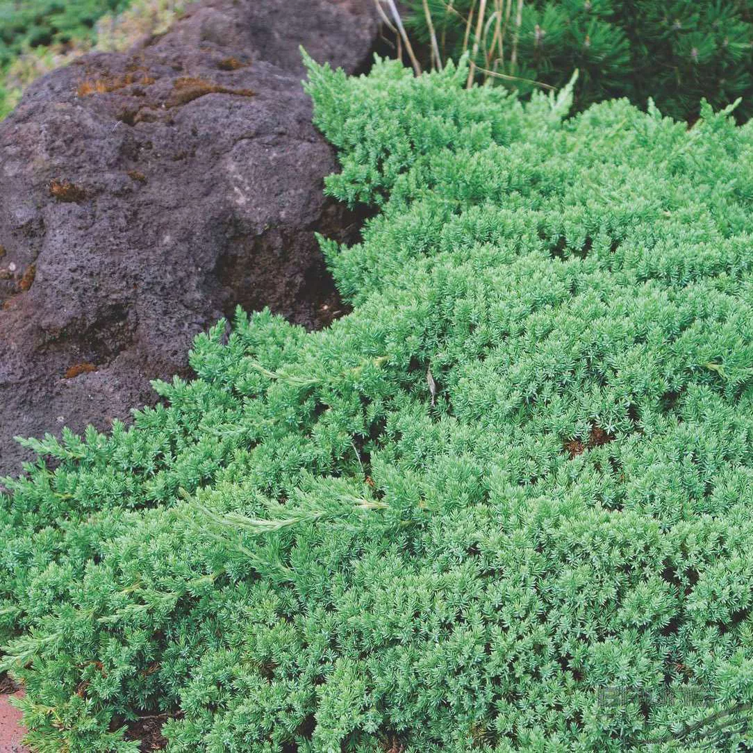 Можжевельник лежачий Нана v2 BL 