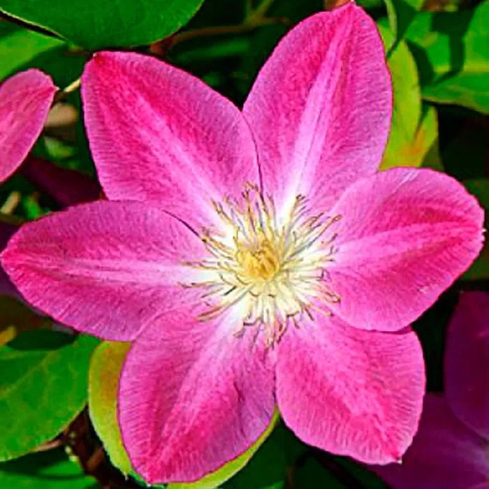 Клематис Чендж оф Харт Р9 