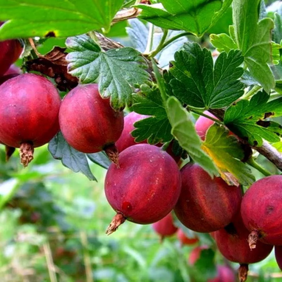 Крыжовник Краснославянский красн v1 Tim 