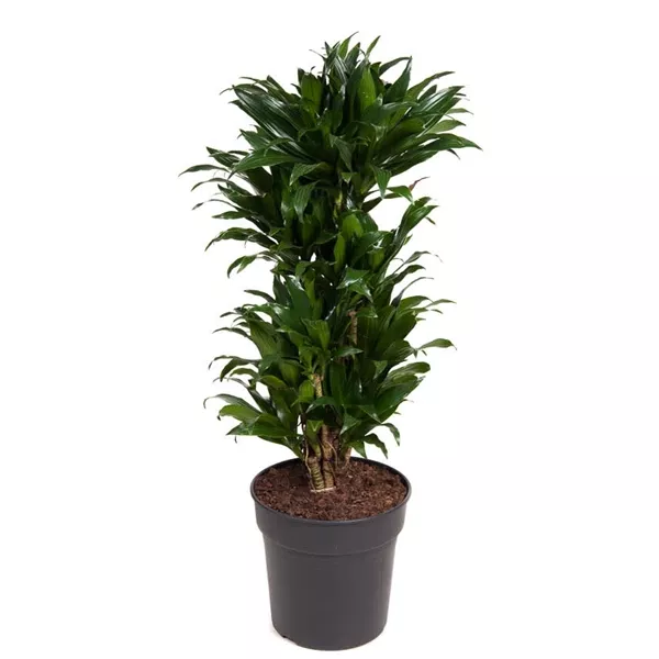 Драцена Фрагранс Компакта d18 h60 