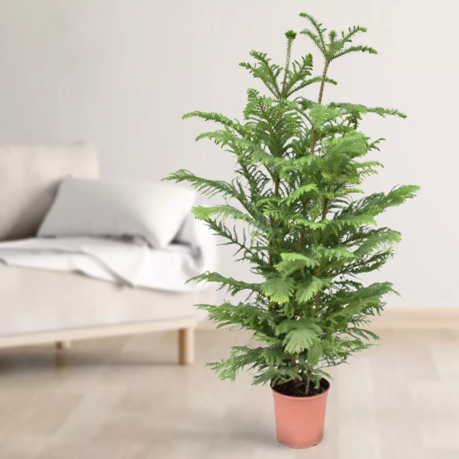 Араукария гетерофилла d21 h100 