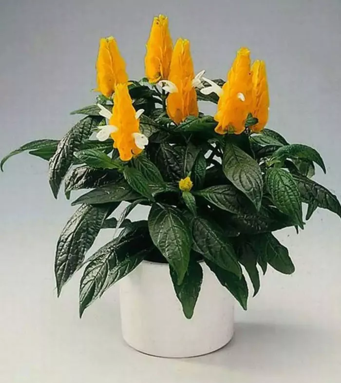 Пахистахис d9 ХР 