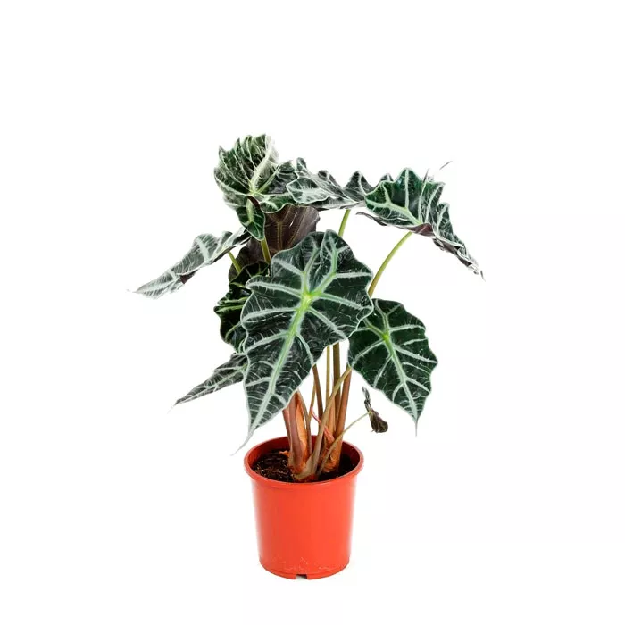 Алоказия Полли d12 h38 