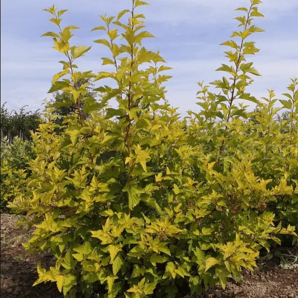 Пузыреплодник калинолистный Лютеус с3 GV 