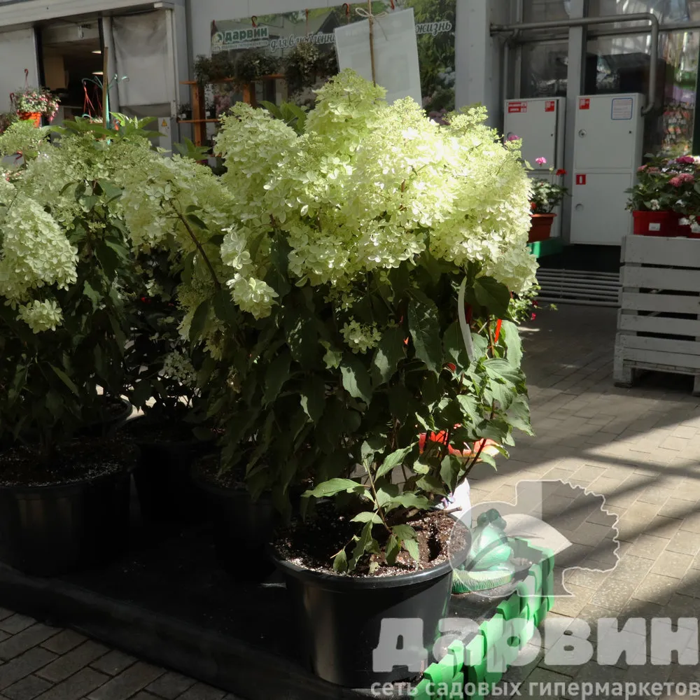 Гортензия метельчатая Фантом C35 90-100 NV (2) ватермарка