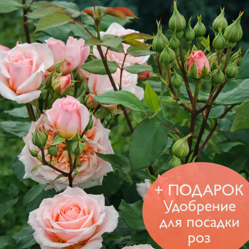 Роза шраб Поль Бокюз в коробке Биосфера 