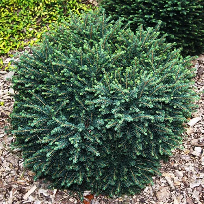 Растение ель сербская Карел С7,5, 25-30см 