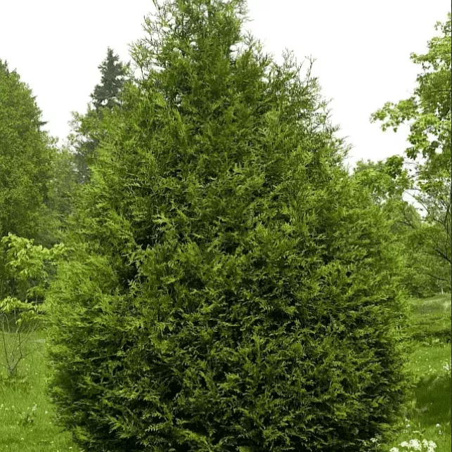 Ель восточная Атровиренс C7,5 40-60 Bor 