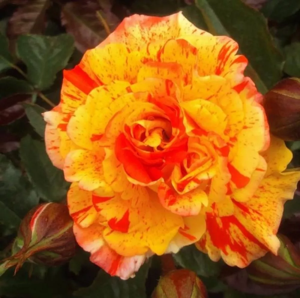 Роза флорибунда Орандж энд Лемон v3 Lav 