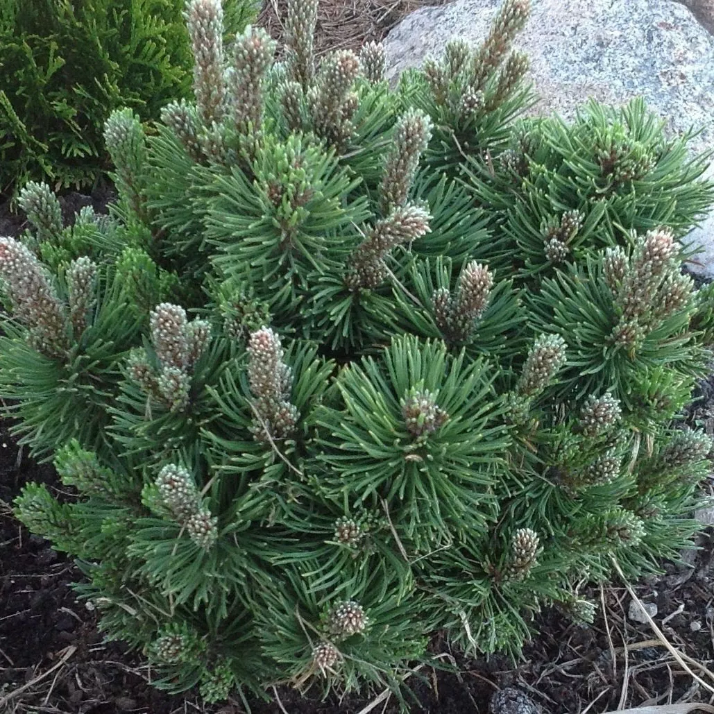 Сосна горная Пикобелло v11 30-35 