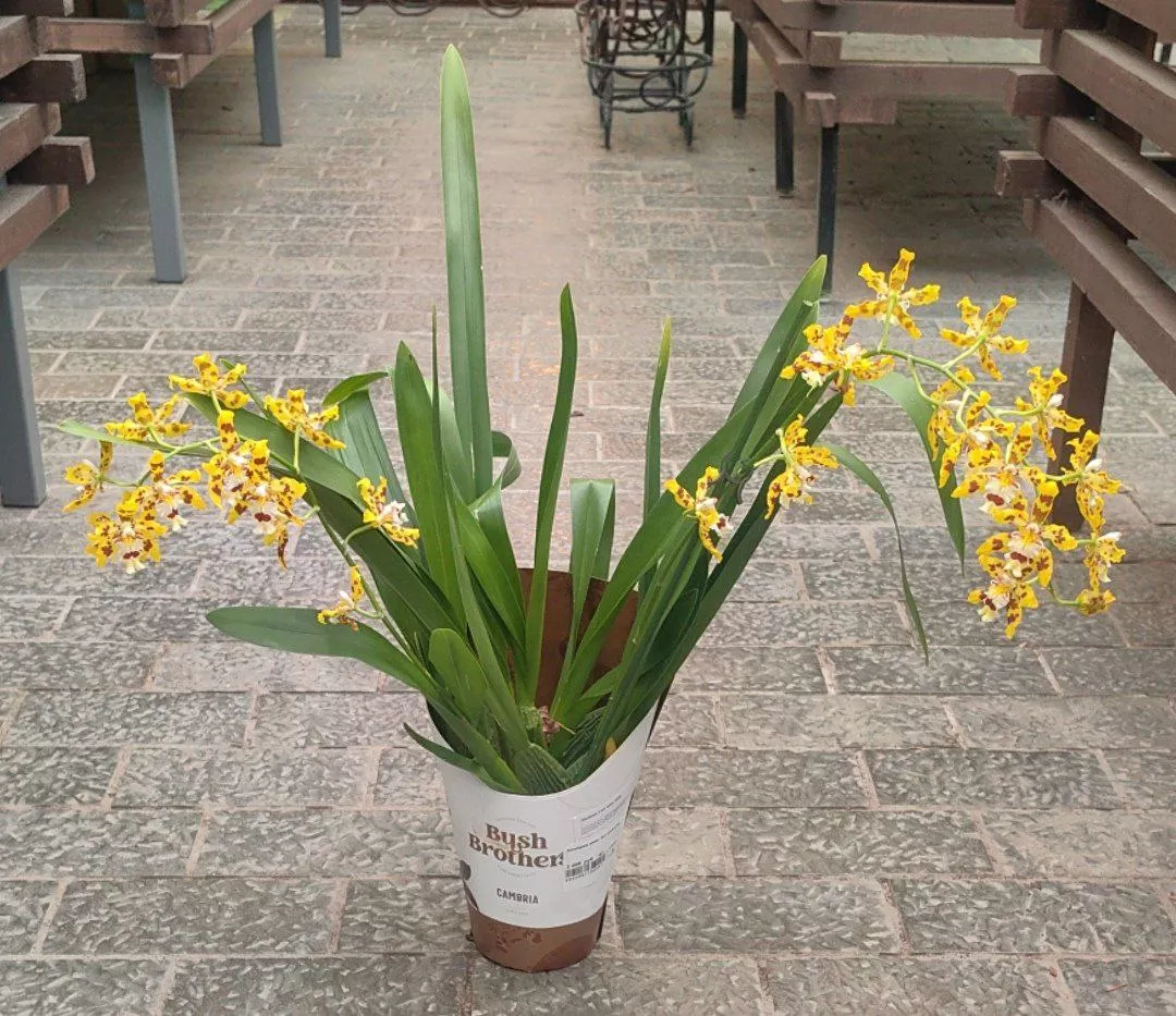 Камбрия микс 2ст d12 h75 