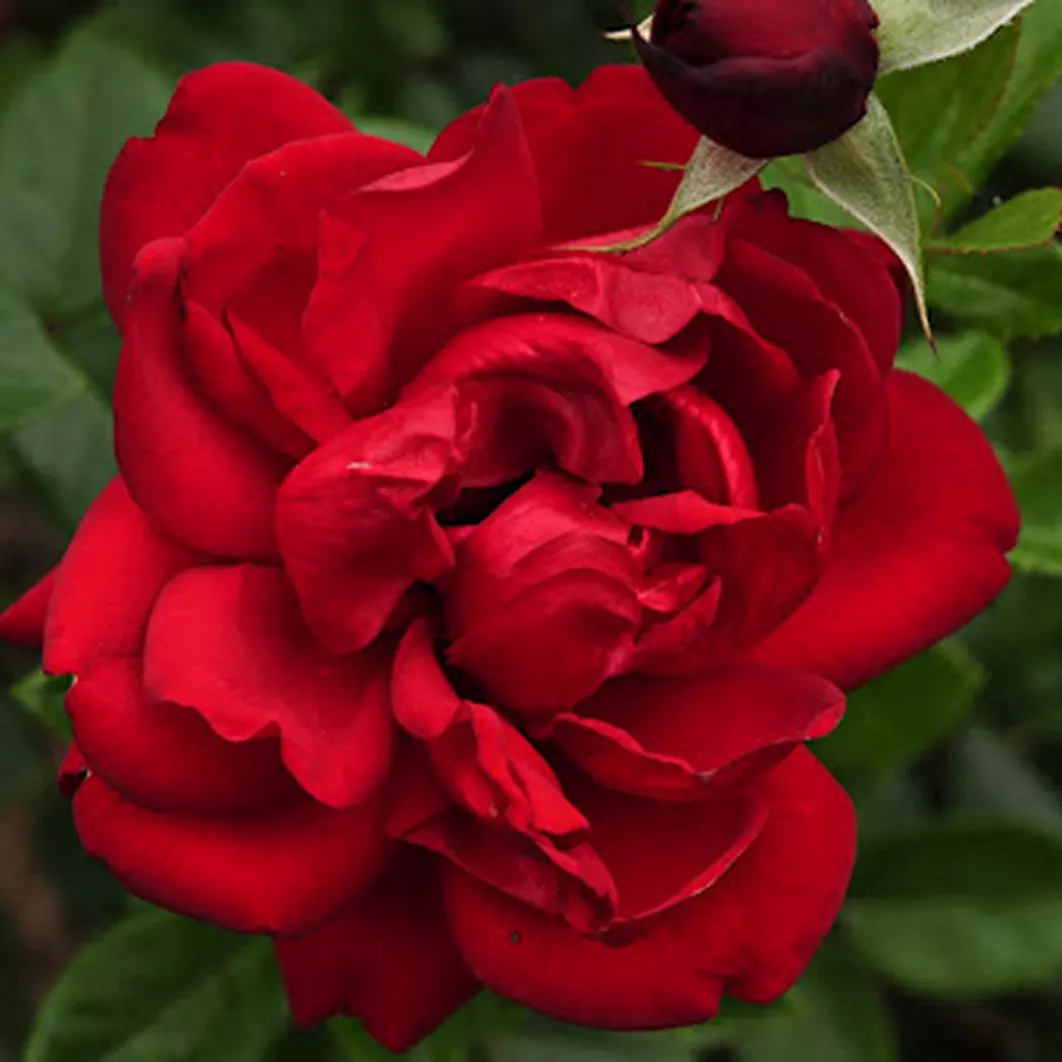 Роза флорибунда Ягендлибе v5 Dem 