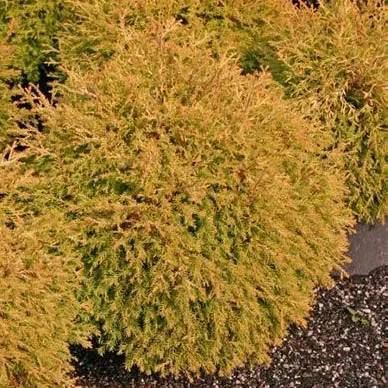 Туя западная Клот оф Голд v7,5 60-80 