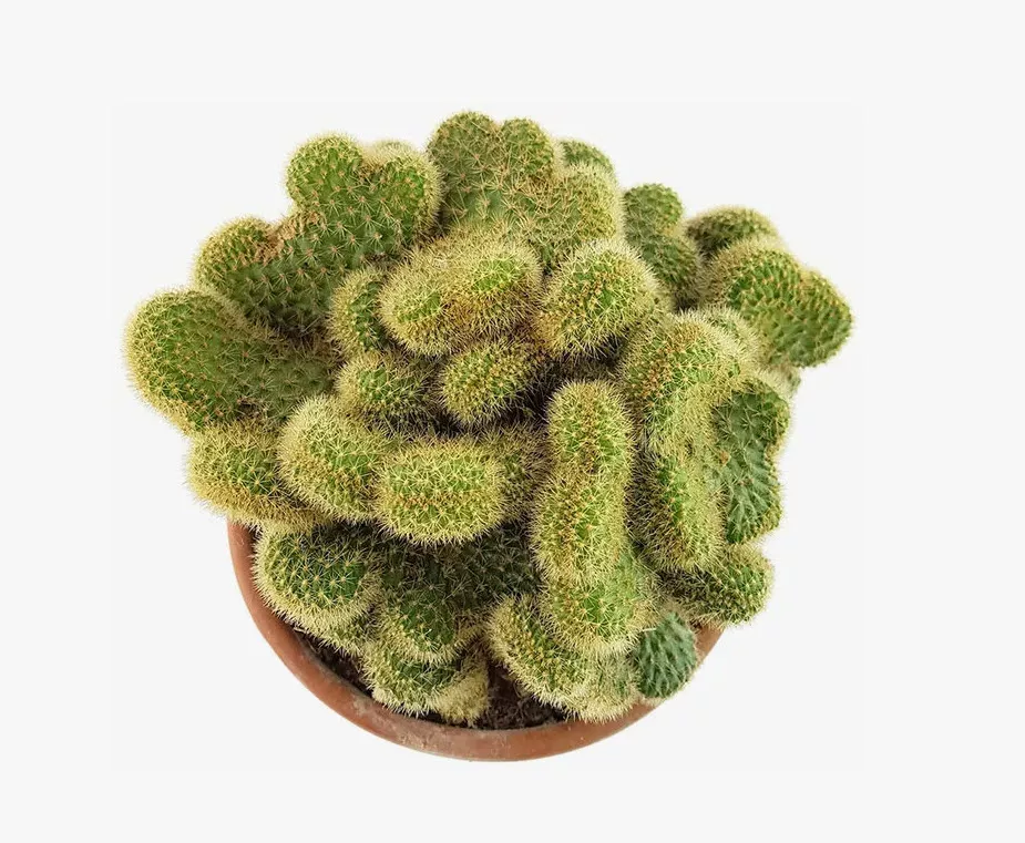 Кактус Хильдовинтера Ауреспина d12 h20 