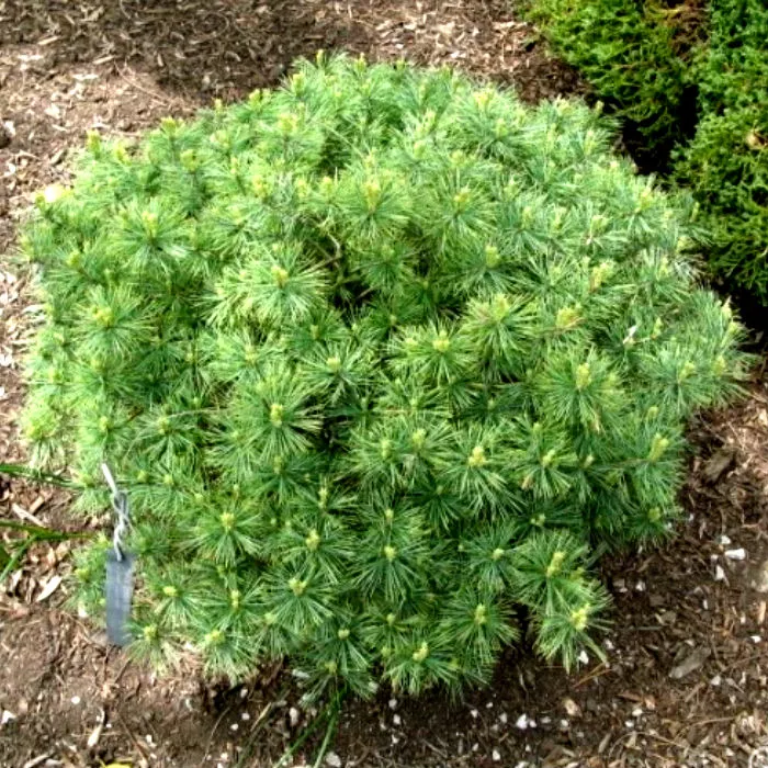 Сосна пицундская (станкевича). Сосна парвифлора бонни. Сосна парвифлора бонни. Pinus parviflora bergman. Сосна мелкоцветковая бонни бергман.