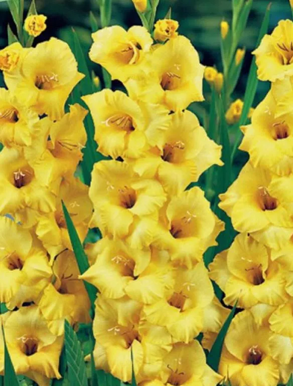 Луковица Гладиолус крупноцветковый Нова Люкс 10/12 10шт. Поиск 