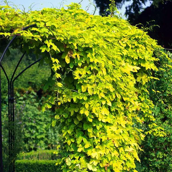 Хмель Ауреус v2 CL 