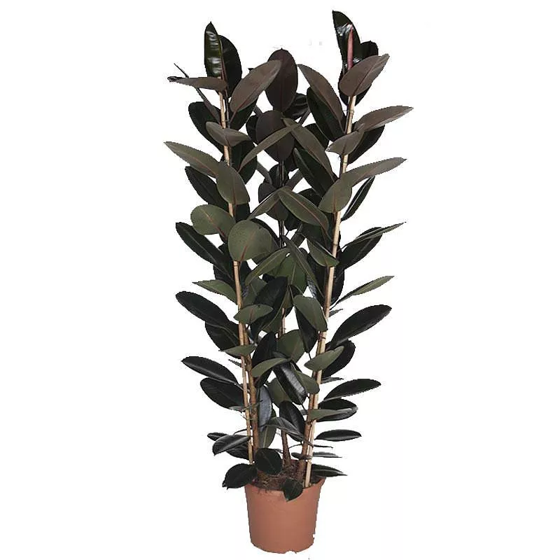 Фикус эластика Абиджан 3ст d27 h100 