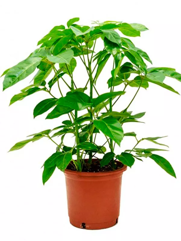 Шеффлера Амате Голден d12 h30 