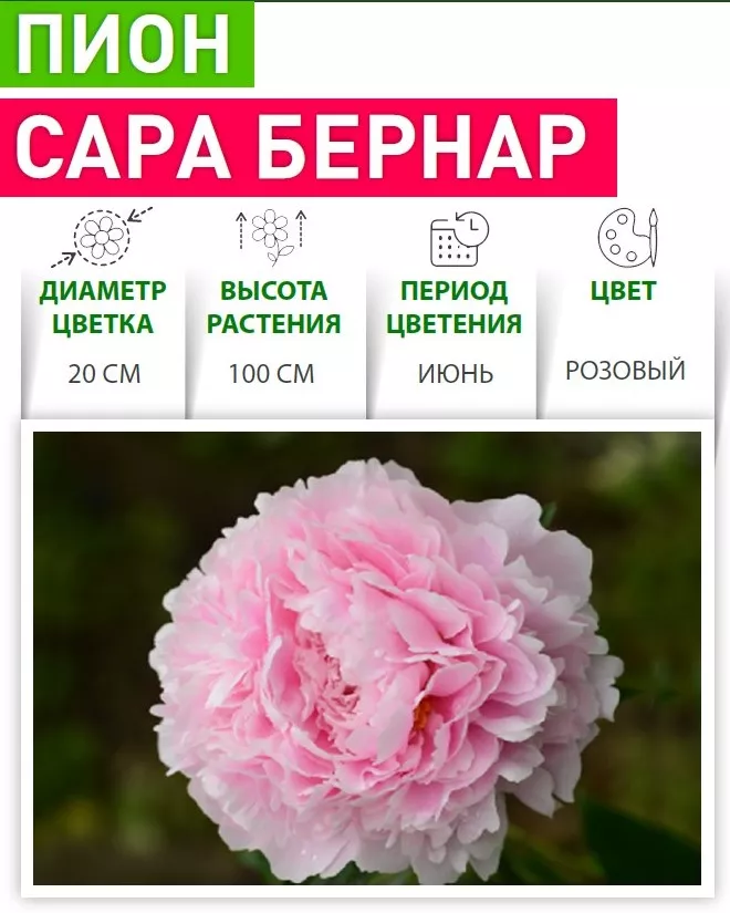 Пион Сара Бернар v5 Tim 