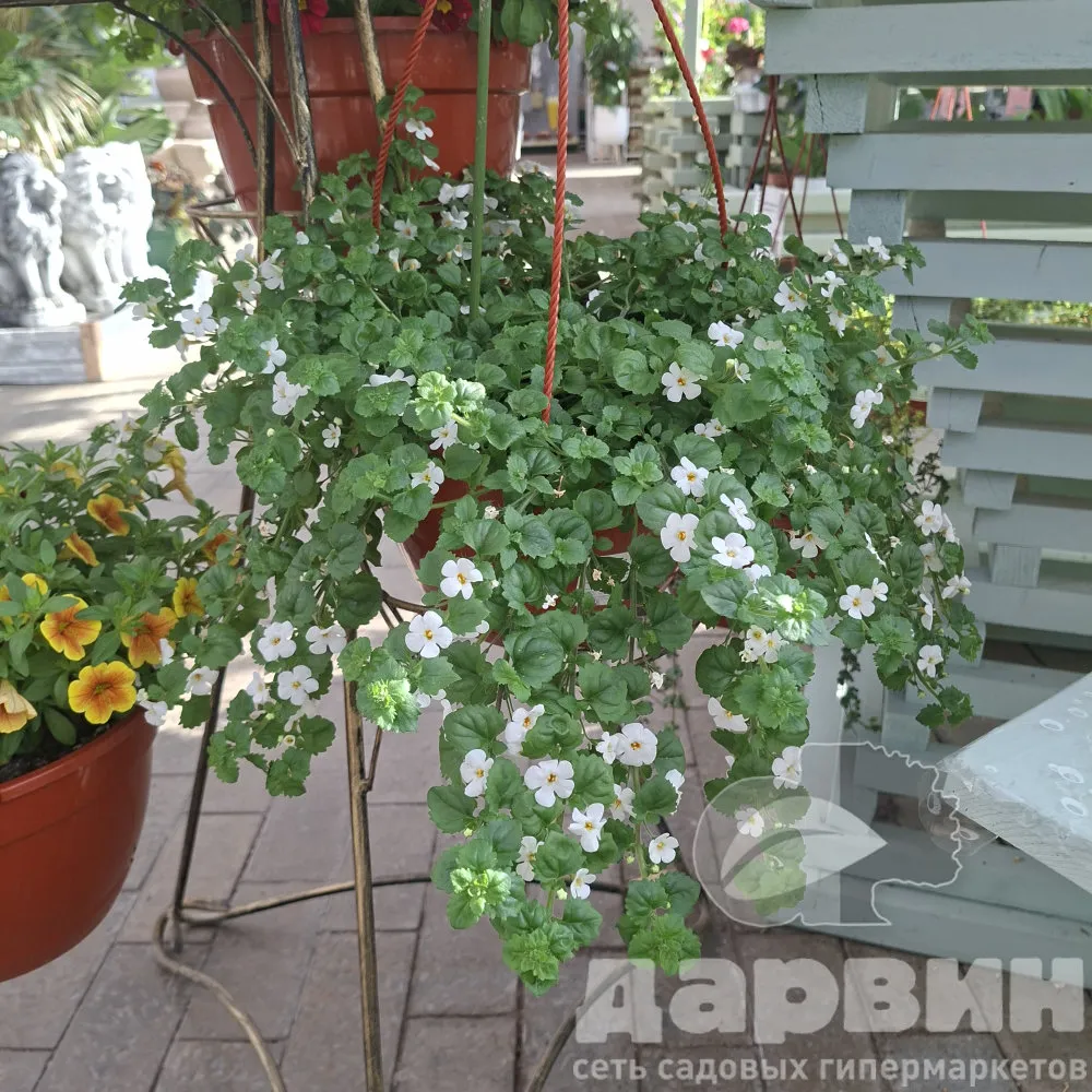 Бакопа / Лобелия в кашпо d25 bix 