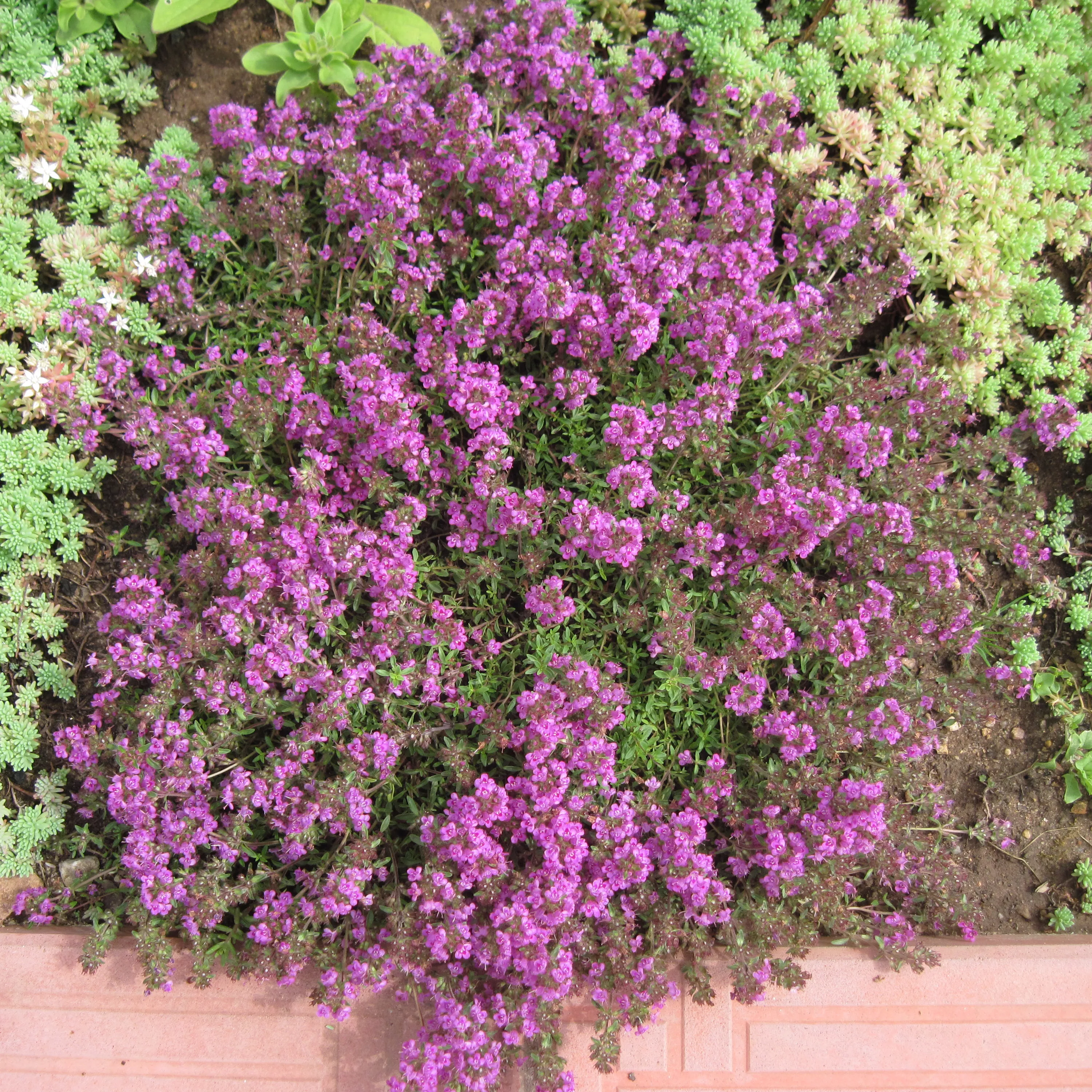 Тимьян Мэджик карпет р9 Sw 