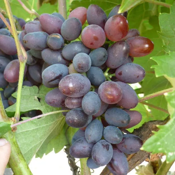 Виноград плодовый кишмиш Сатурн, фиолетовый в коробке Tim 