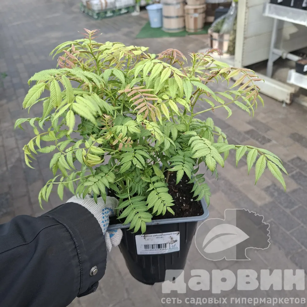 Рябинник рябинолистный Сэм v2 Lav 