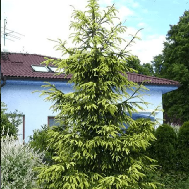 Ель восточная Ауреоспиката v7,5 30-40 Tw 