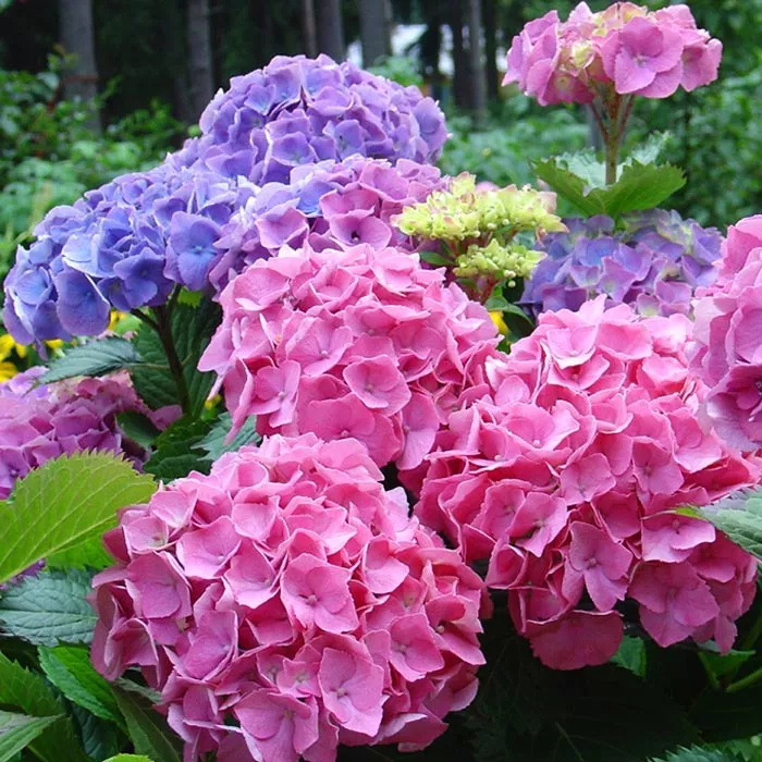 Гортензия d 10 h 25 