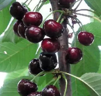 Вишня Владимирская с7,5 ЦО 