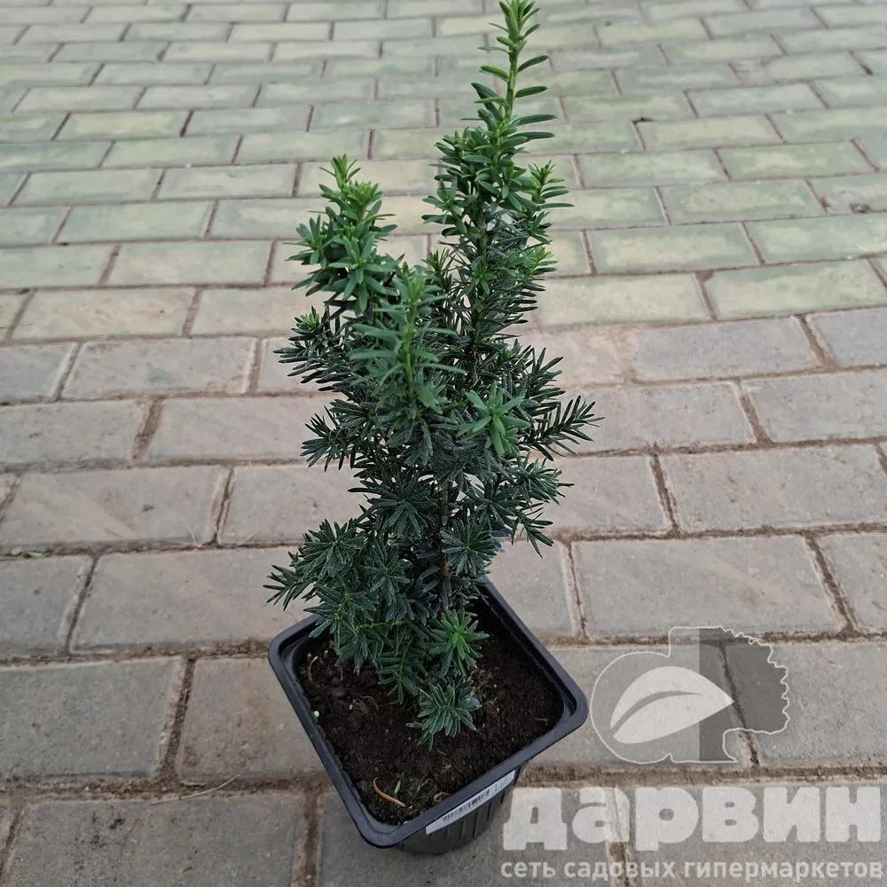 Тисс средний Хилли v2 Lav 