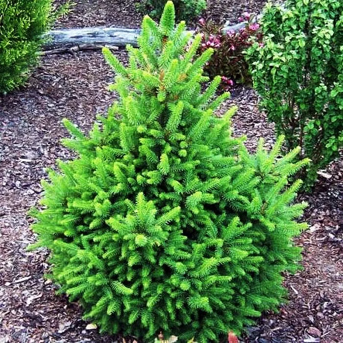 Растение ель обыкновенная Wills Zwerg 30/35, C8 Ks 