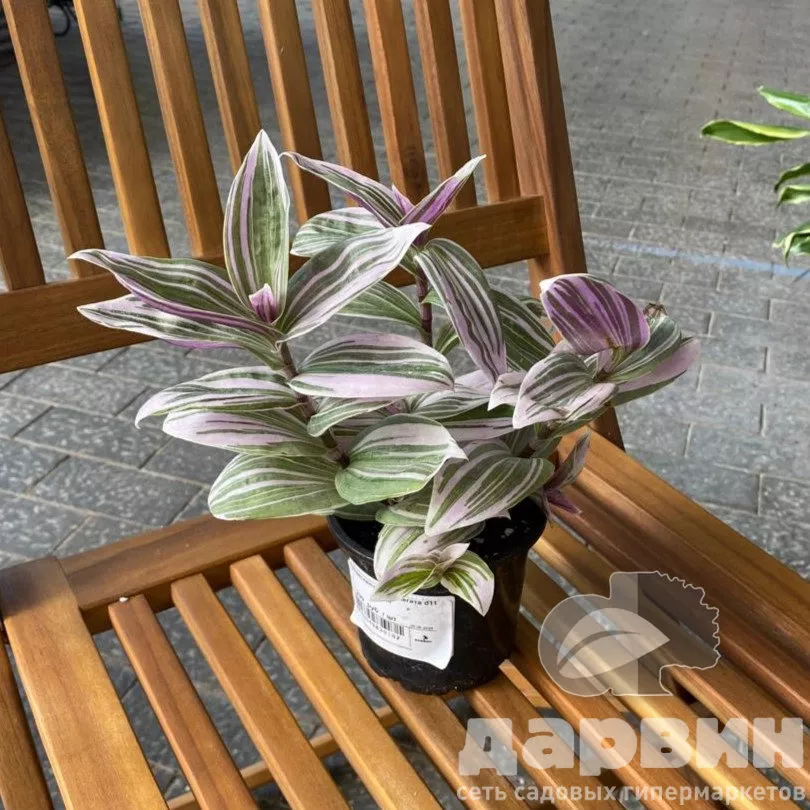 вариегата 1