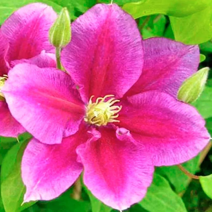 Клематис Ханя Р9 CL 