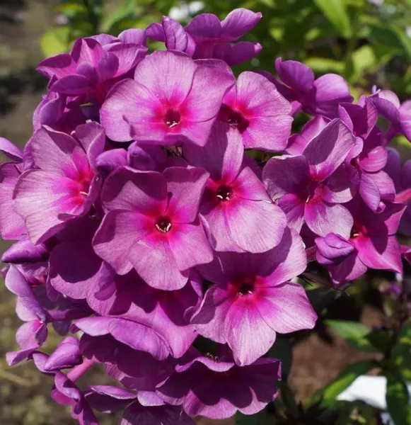 Флокс метельчатый Дымчатое Суфле (С2) ЦО 