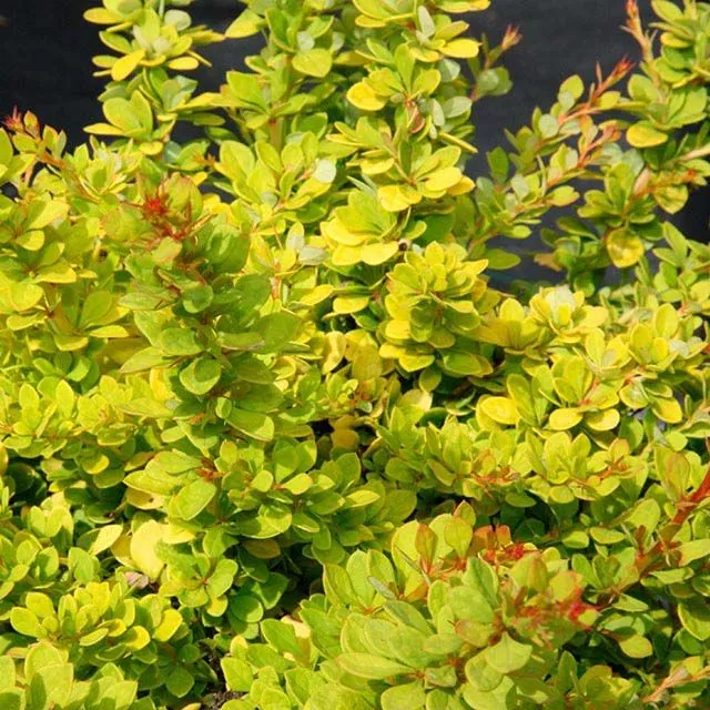 Барбарис тунберга Сансейшион v15 h30-40 UL 