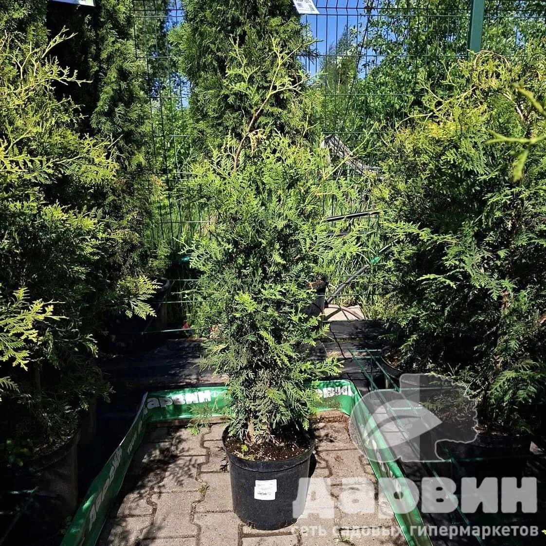 Туя западная Брабант C10, 80-100 YP 