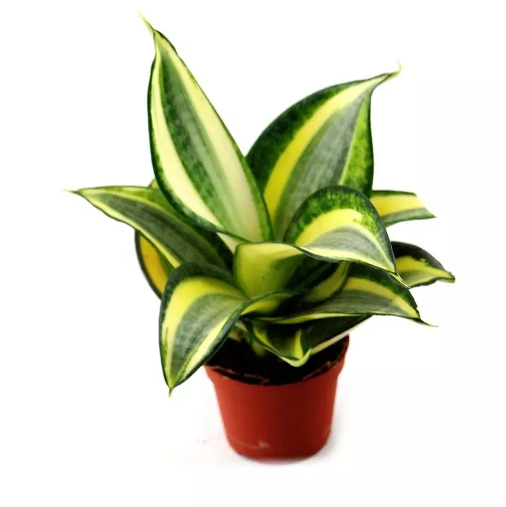 Сансевиерия Голд Хании d11 h25 