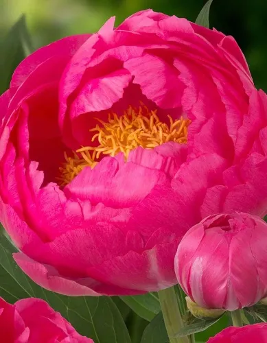 Пион гибридный Цитерия 2-3. 1шт Поиск 