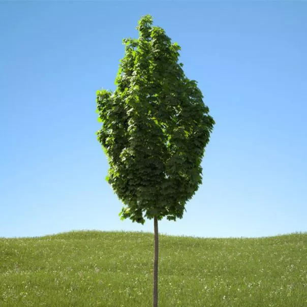 Клен Остролистный Колумнаре c5 h80-120 