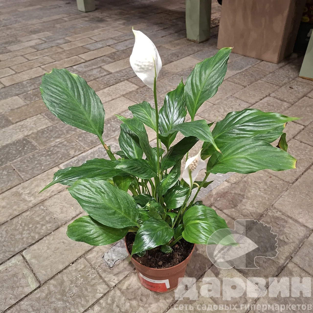 Спатифиллум Свит Рикардо д13 х60 WM