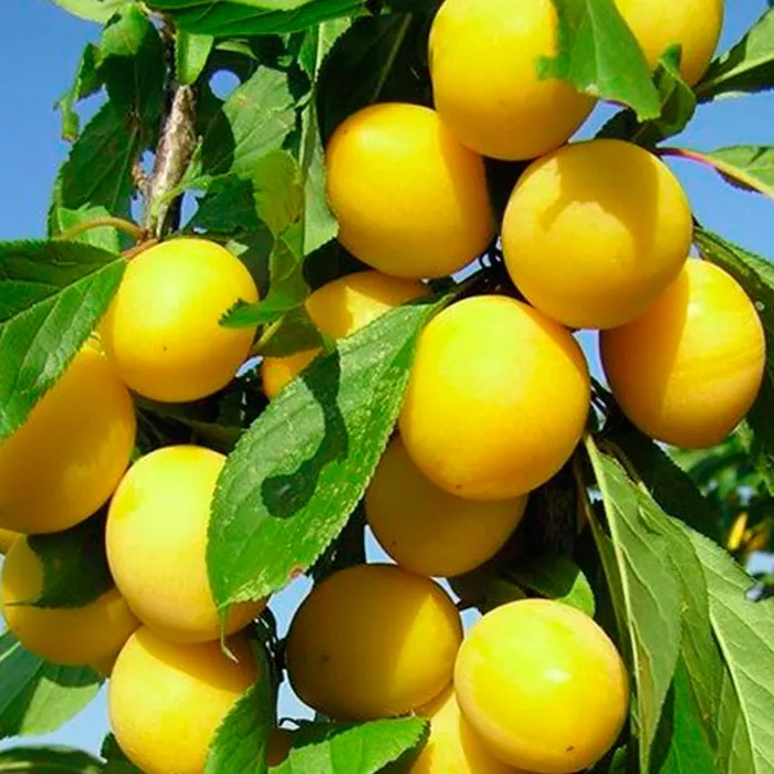 Алыча Царская v7 100-120 Tim 