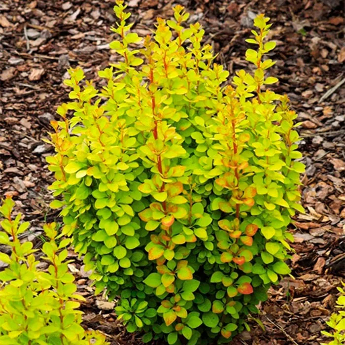 Барбарис тунберга Голден Рокет С1,5 Db 